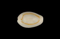 藏品(金環寶螺)的圖片